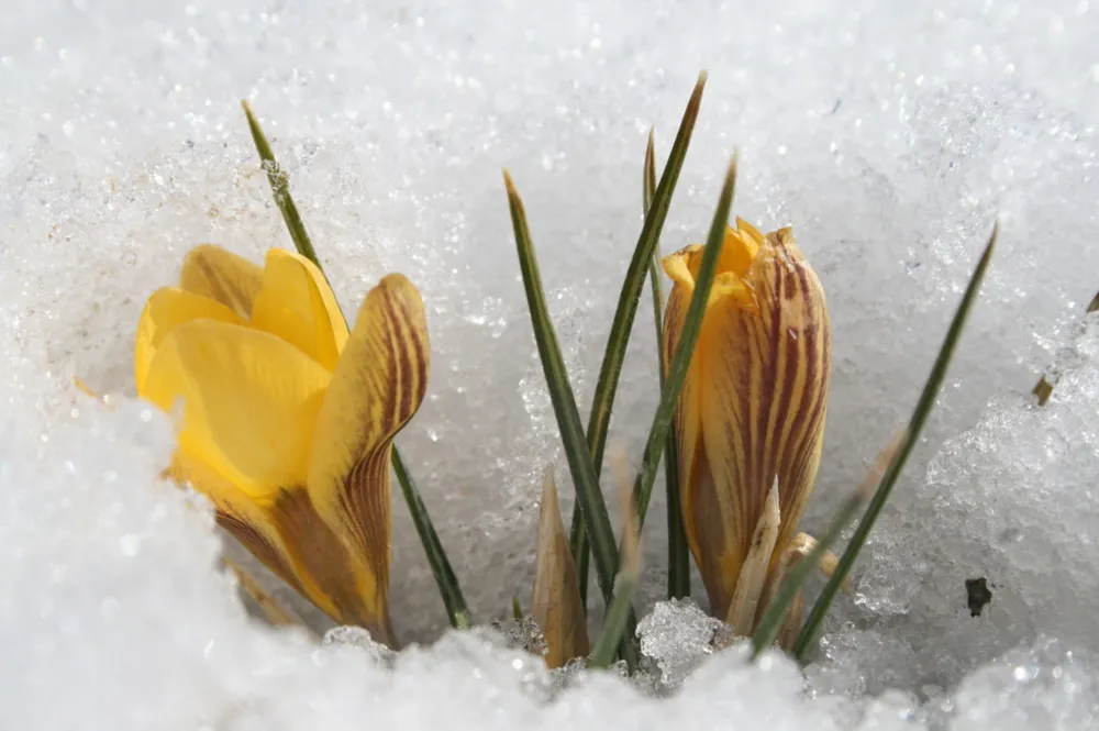 De mange grunde til ikke at skære din have ned