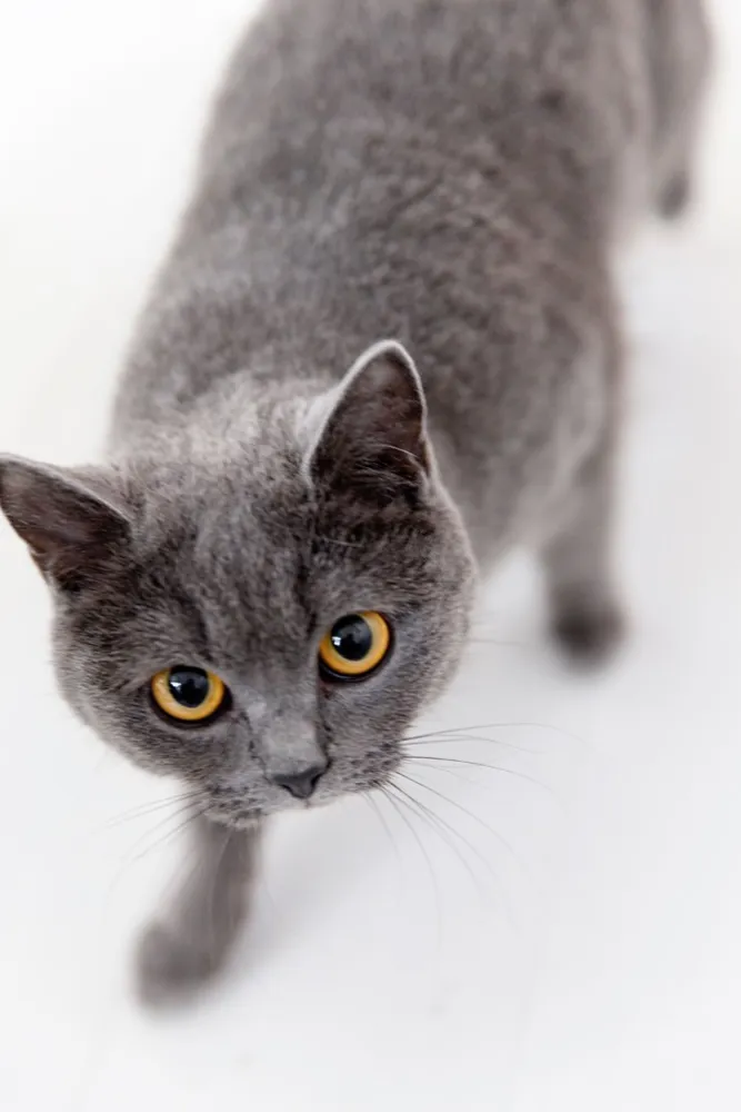 My Servista: Capanna familiare sulla spiaggia per una nuova generazione