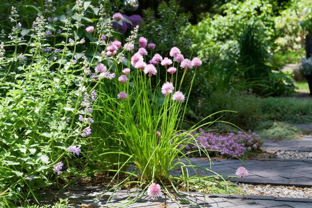 Belmont Hill Rezidansı