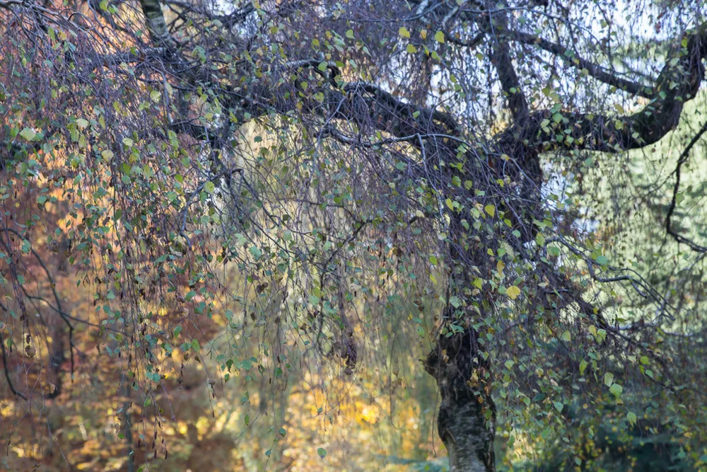 Betula pendula 'Youngii'