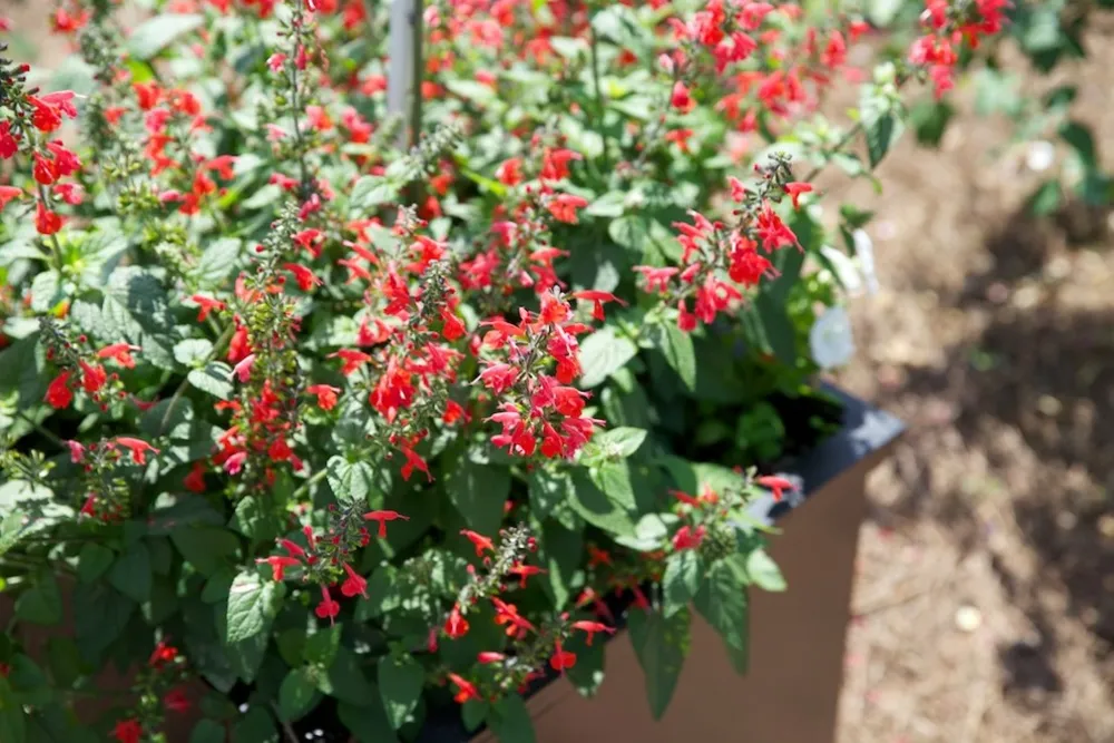 Salvia Coccinea