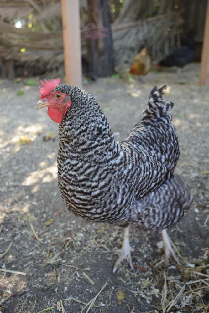 2016 Silicon Valley Tour de Coop