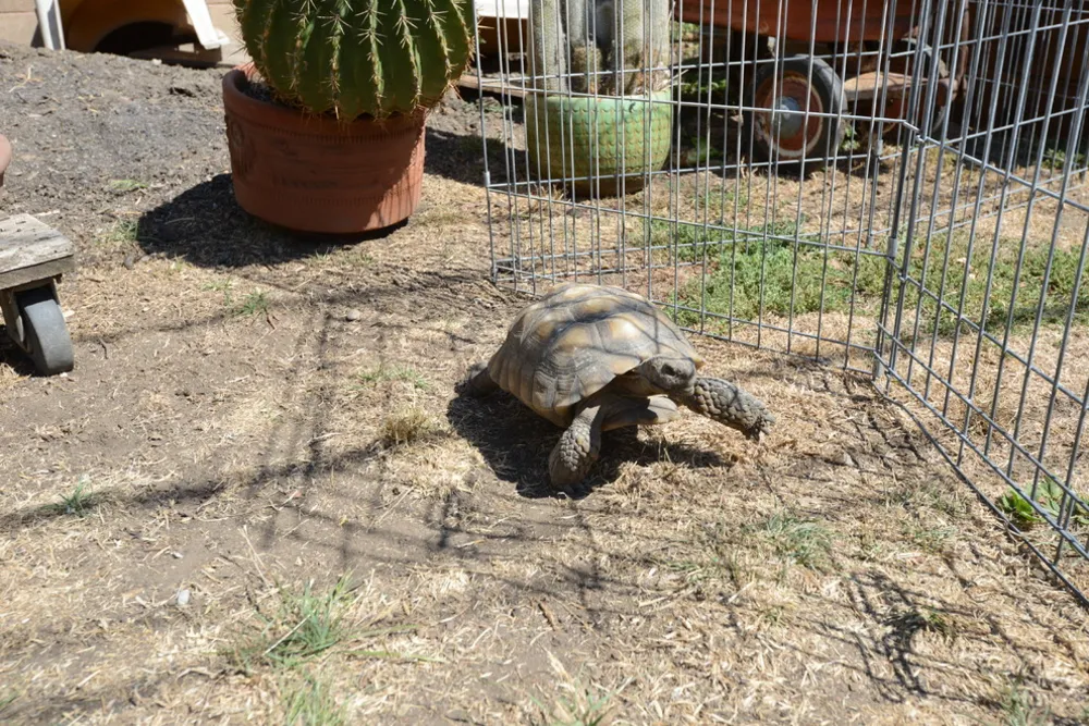 2016 Silicon Valley Tour de Coop