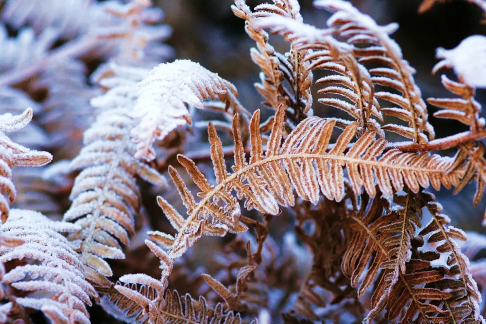 Foglia di felce invernale