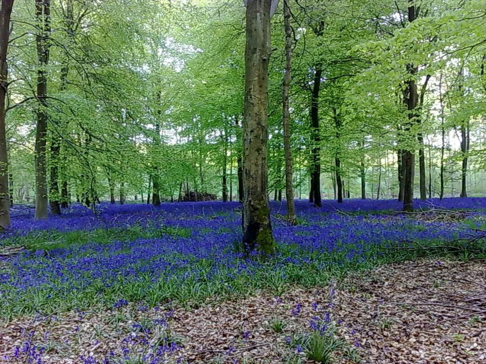 Traditionele tuin