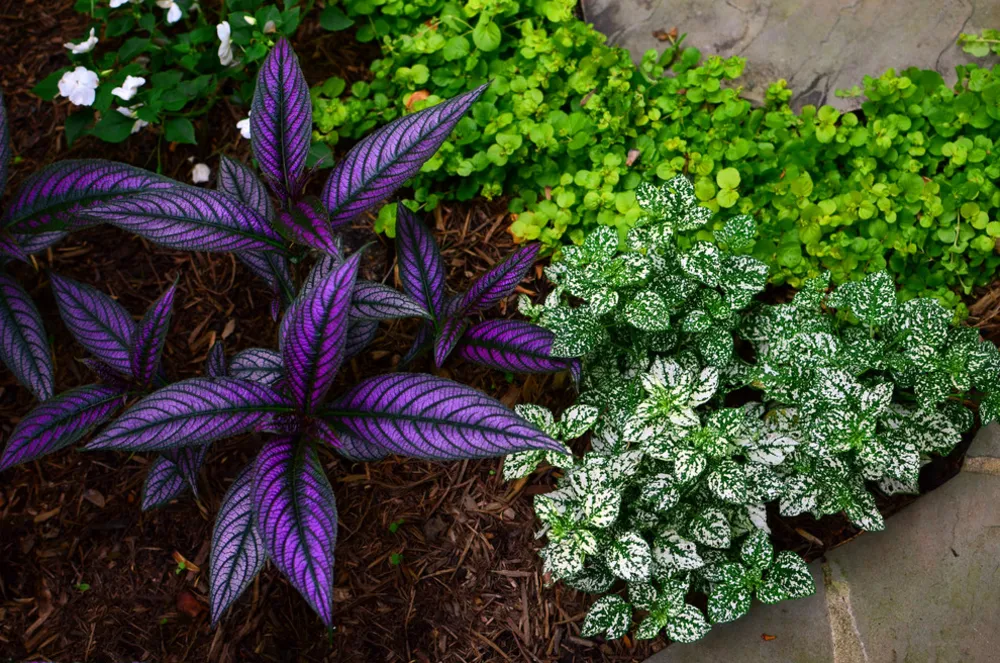 Waterfall Koi Pond & Oasis