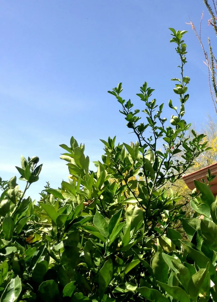 Citrus