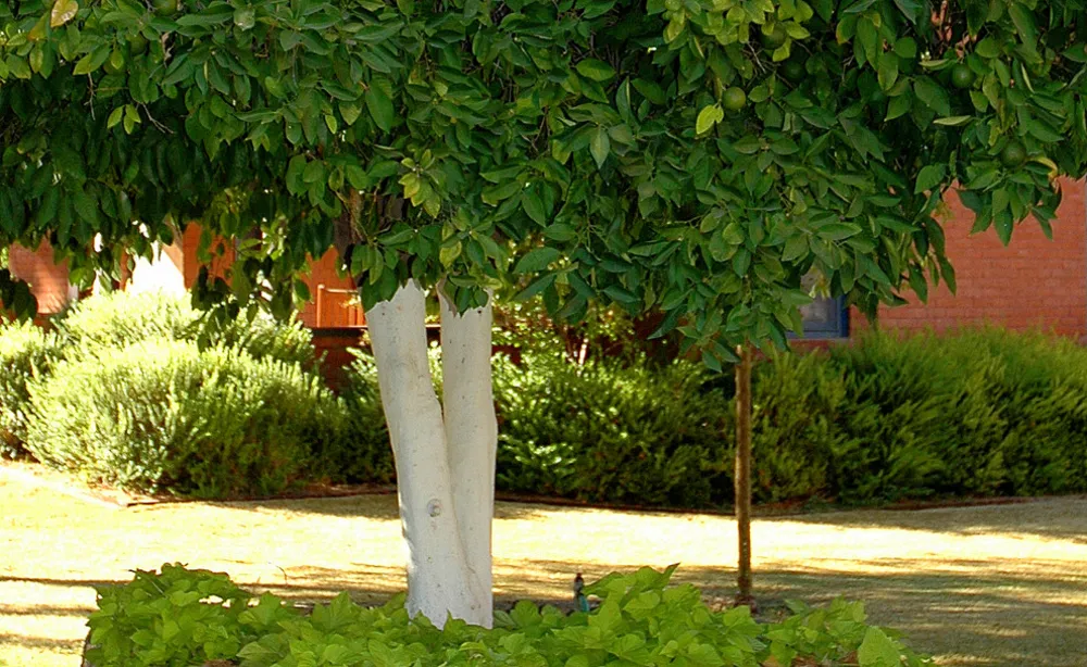 Citrus