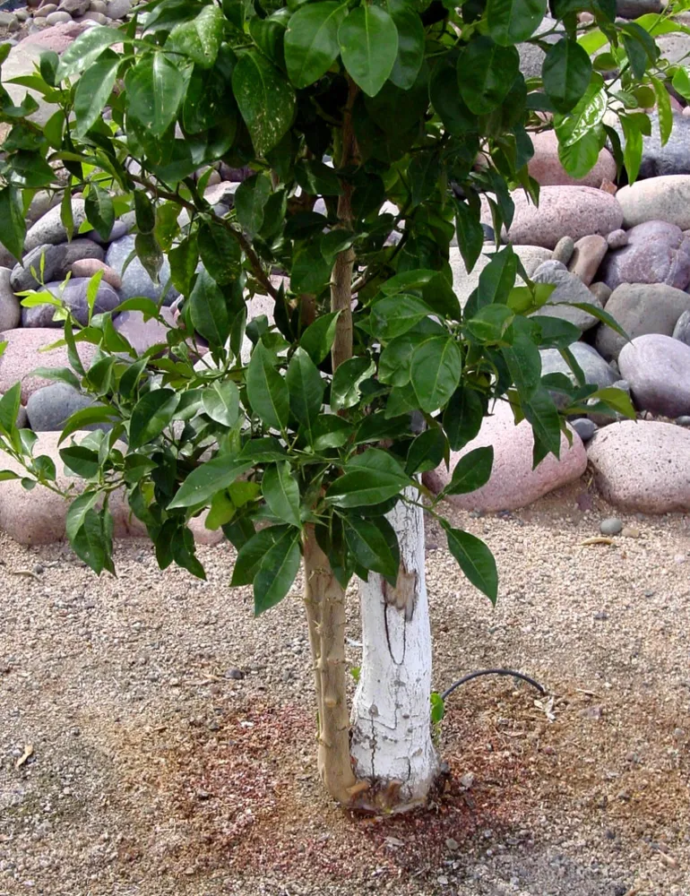 Citrus