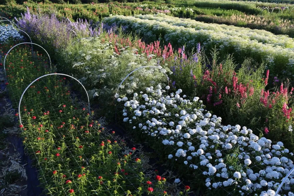 Garden Scenes