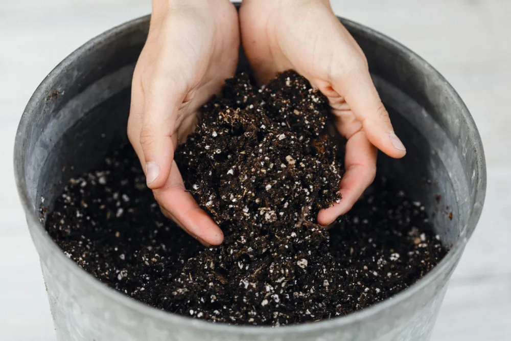 Afskårne blomsterhavebog