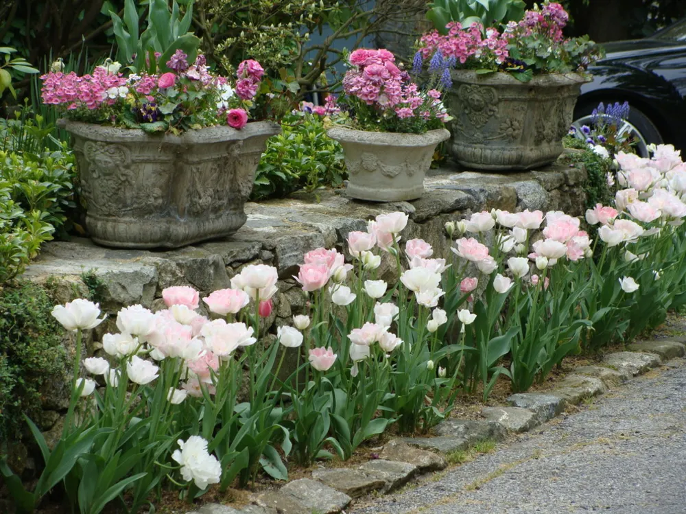 'Angelique' Laleli Bahar Kapları