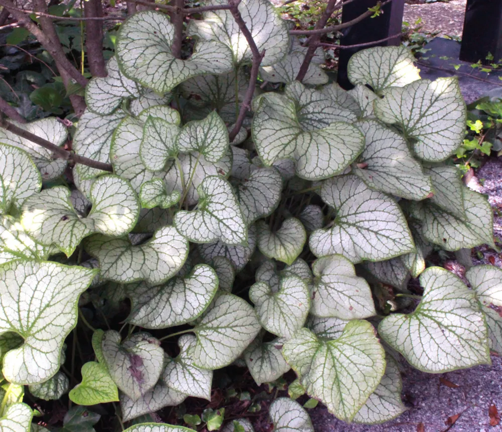 'Jack Frost' brunnera (Brunnera macrophylla 'Jack Frost')