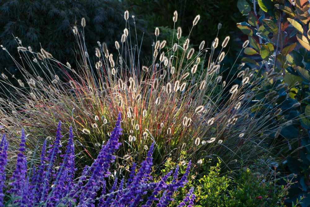 Orinda 2