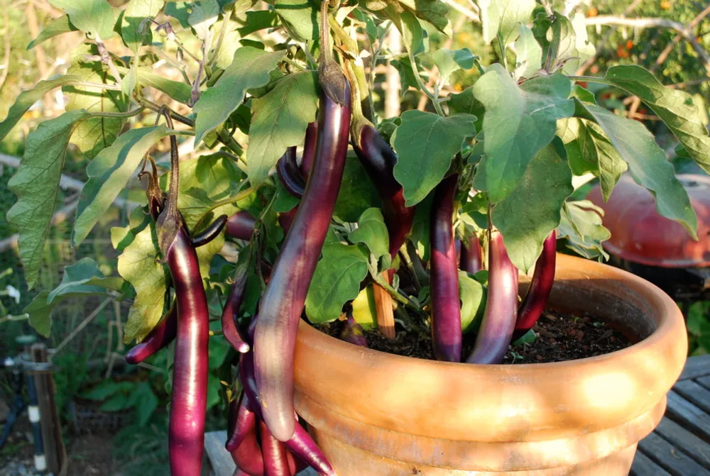 I vasi di terracotta sono eccellenti per la coltivazione di melanzane, peperoni e pomodori