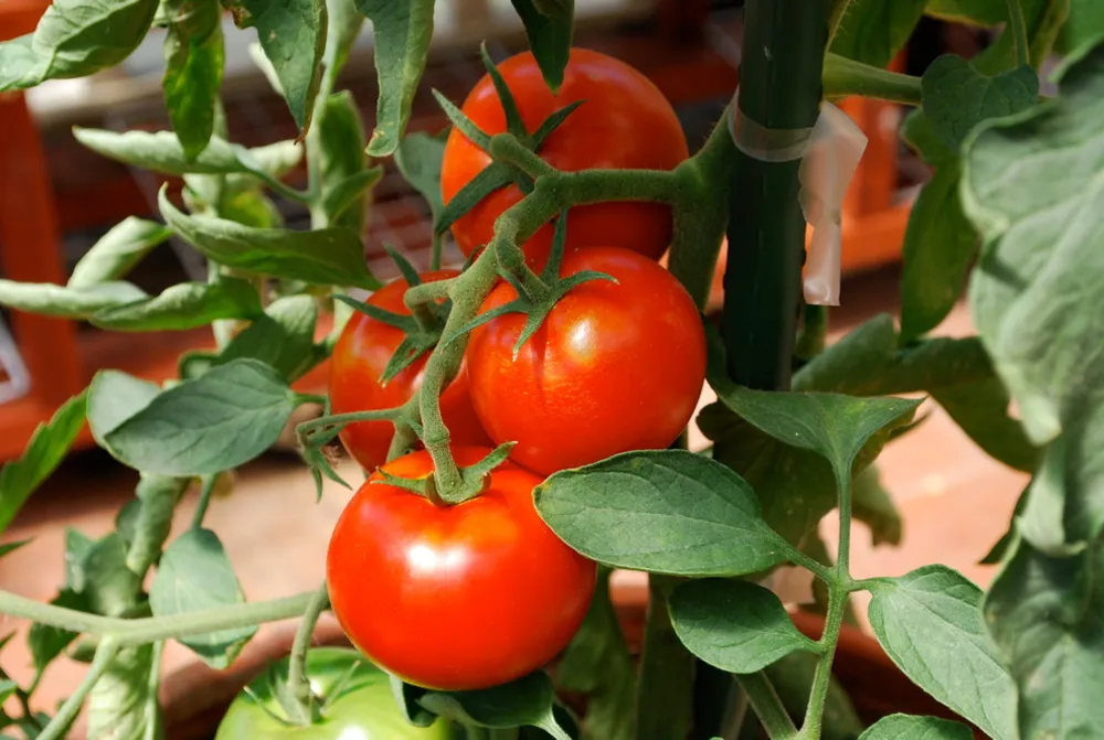 Pomodori 'Carmello' che crescono in un grande vaso di terracotta