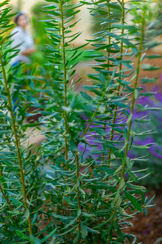 Mountain View CA'da Peyzaj ve Yerli bahçe