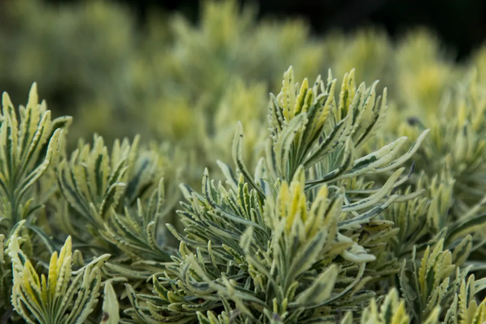 Pflanzen in der Landschaft