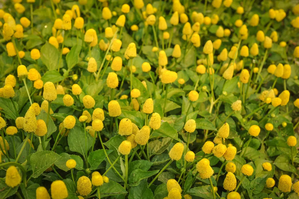 Pianta Mal di Denti Gialla