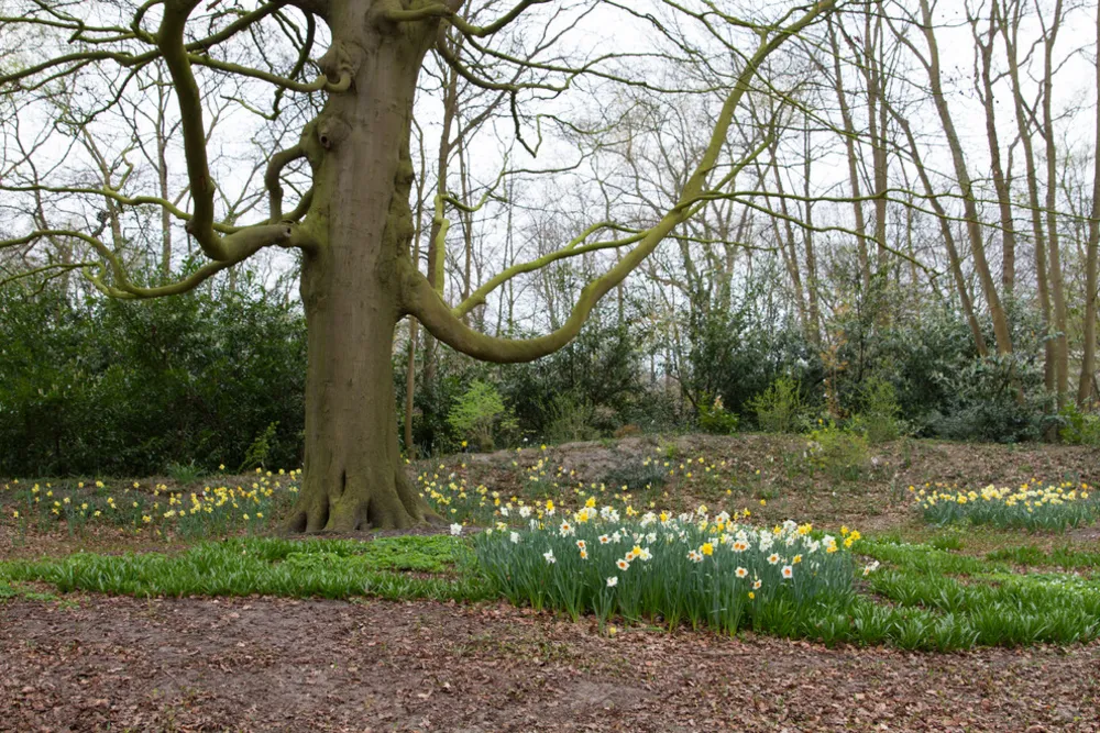 Keukenhof: największy na świecie ogród cebulowy