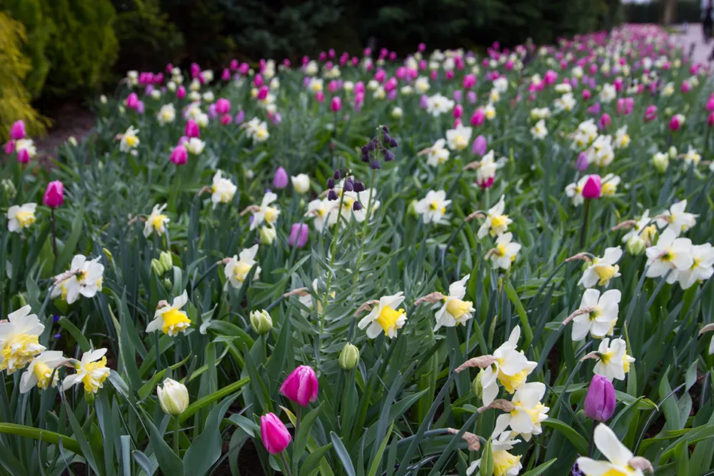 Keukenhof: Verdens største løghave