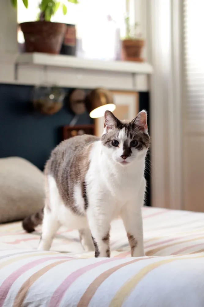 My Servista: casa ispirata alla natura per lavorare e divertirsi a New Orleans