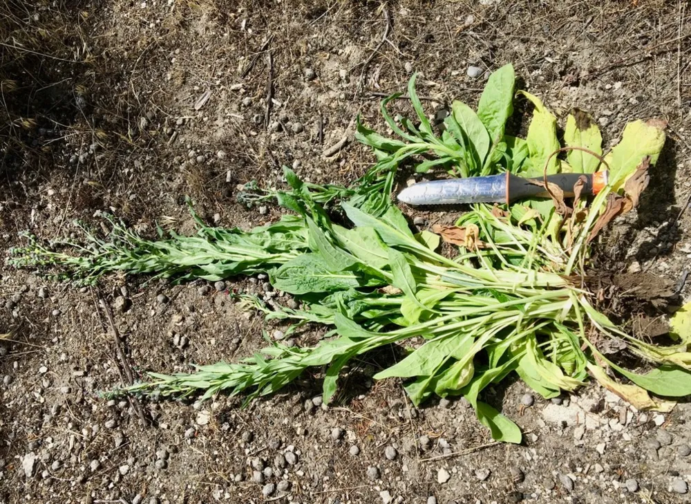 Zen ogräsrensning: Ogräsrensning som en återställande process