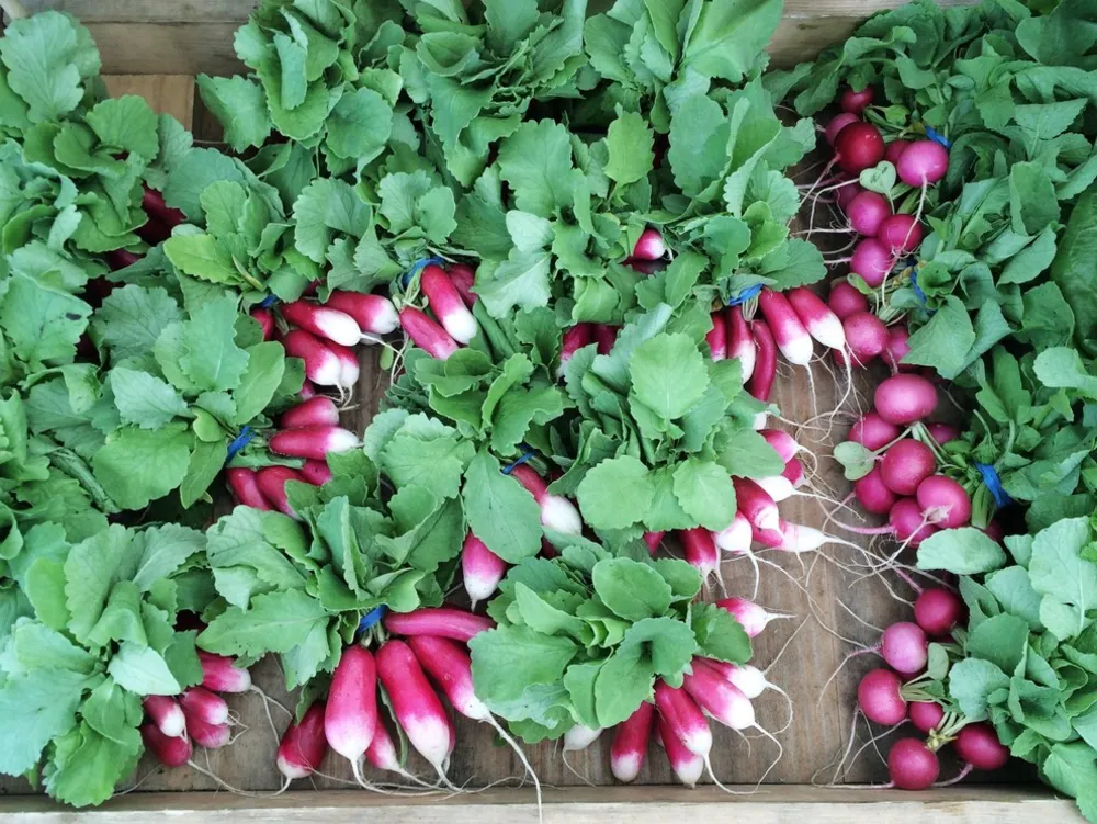 F A R M - Çiftçi Pazarları + Yol Kenarı Standları