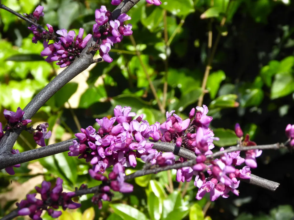Bosco vicino alla spiaggia