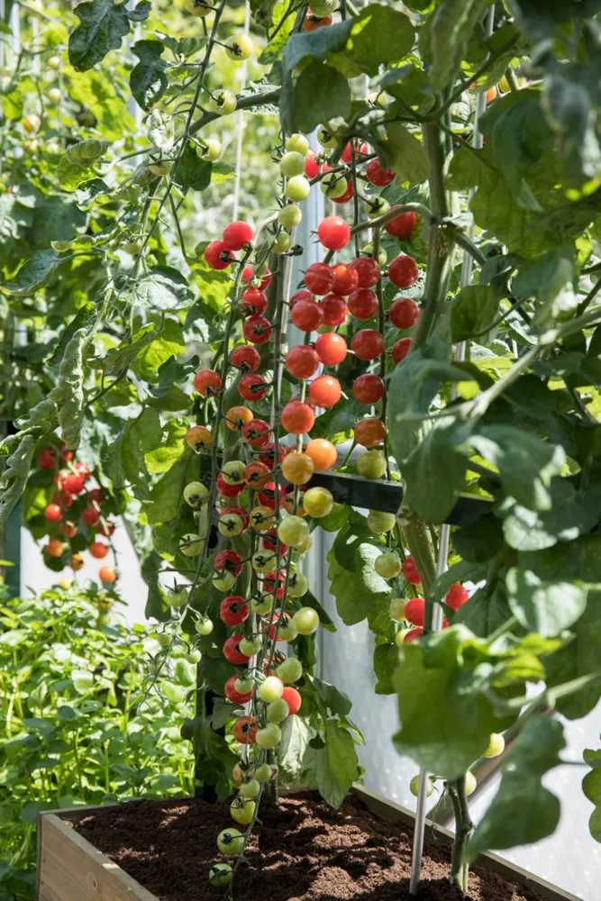 RHS Chelsea Flower Show Radio 2 CE