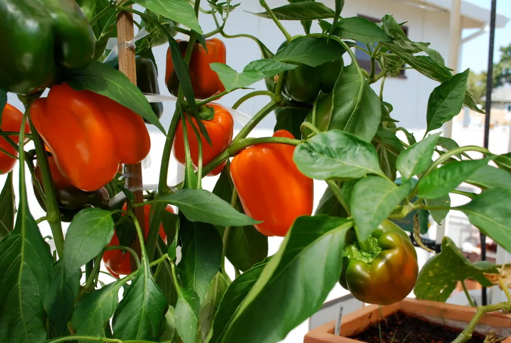 Container Vegetable Gardens