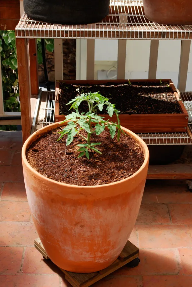 Coltivare pomodori in contenitori