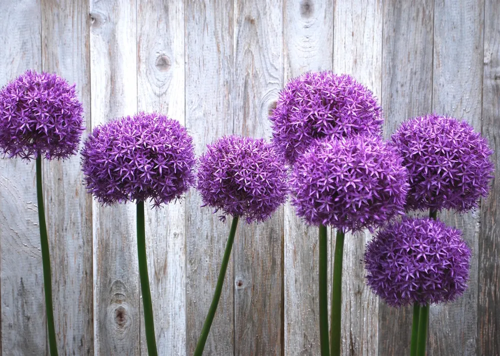 G A R D E N - Pacifico nordoccidentale