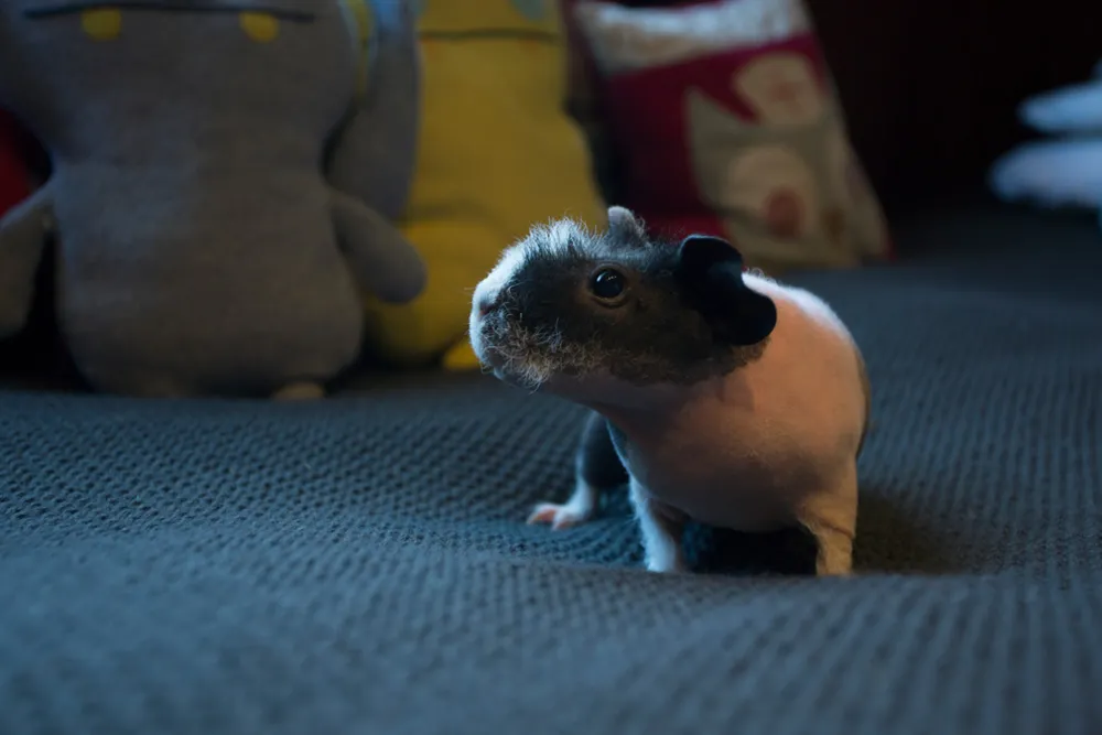 My Servista: un Eichler aggiornato conserva il suo fascino originale