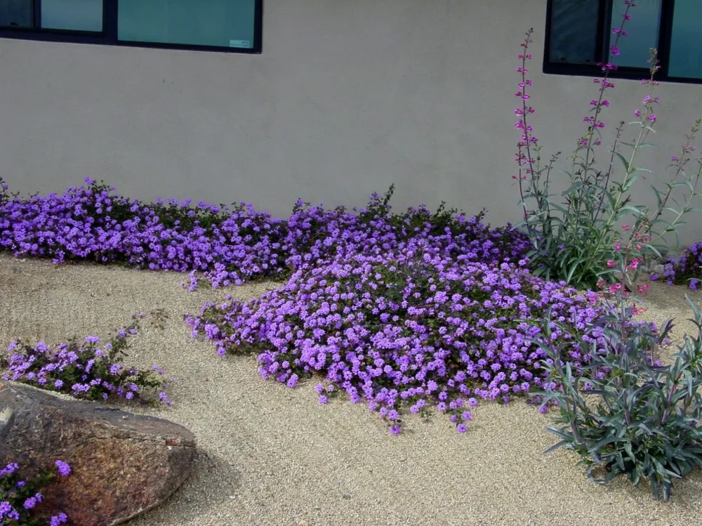 Kuraklığa Dayanıklı Bitkiler