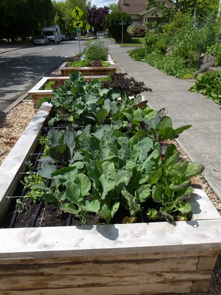 Wallingfordin kasvissängyt