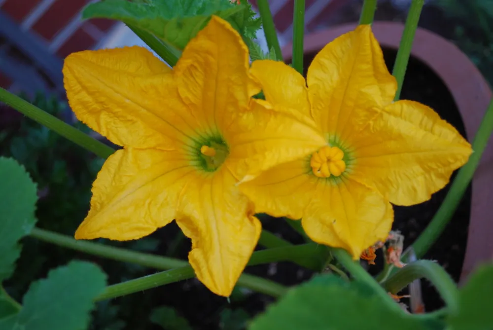 Patty Pan Squash