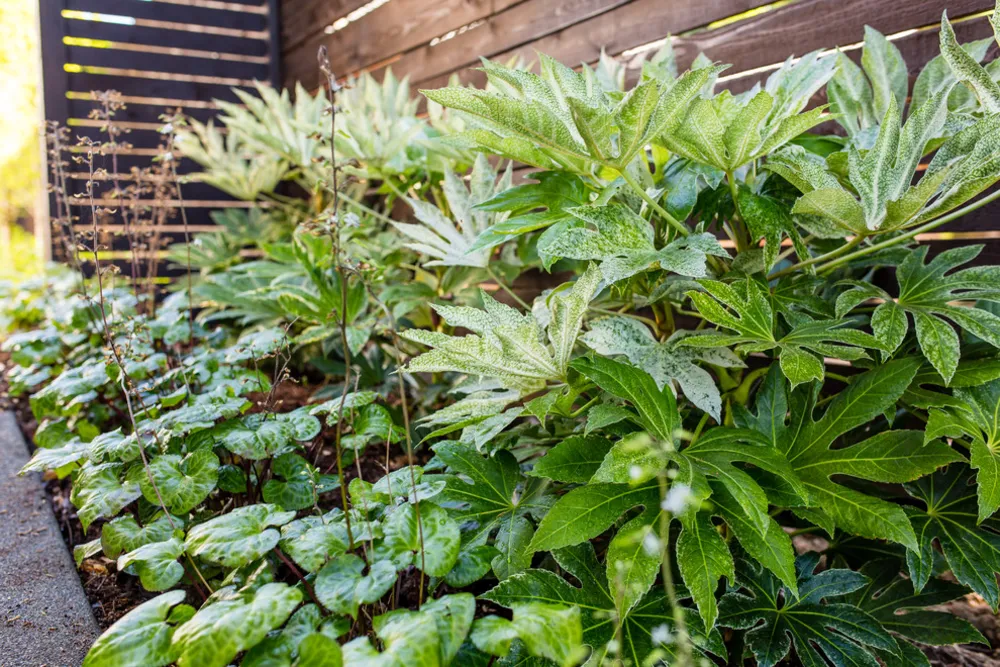 Seattle Silver Screen